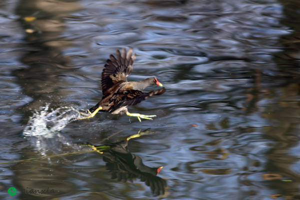 Gallinula chloropus L